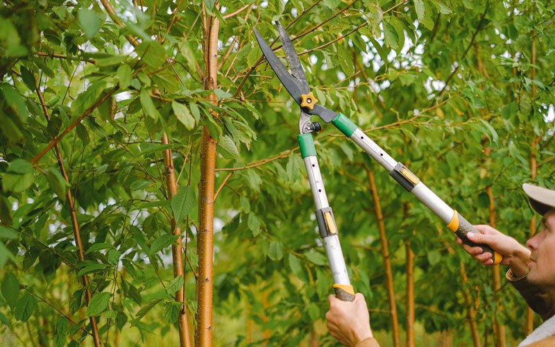 Tree trimming in Whiteclay, NE